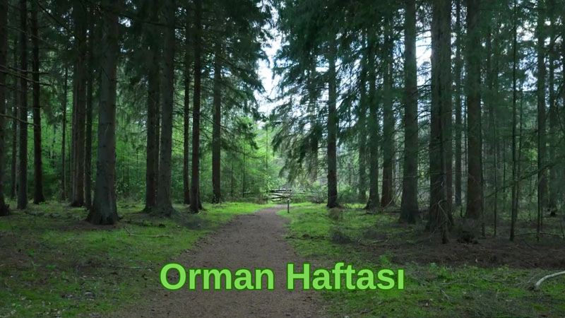 Orman Haftası