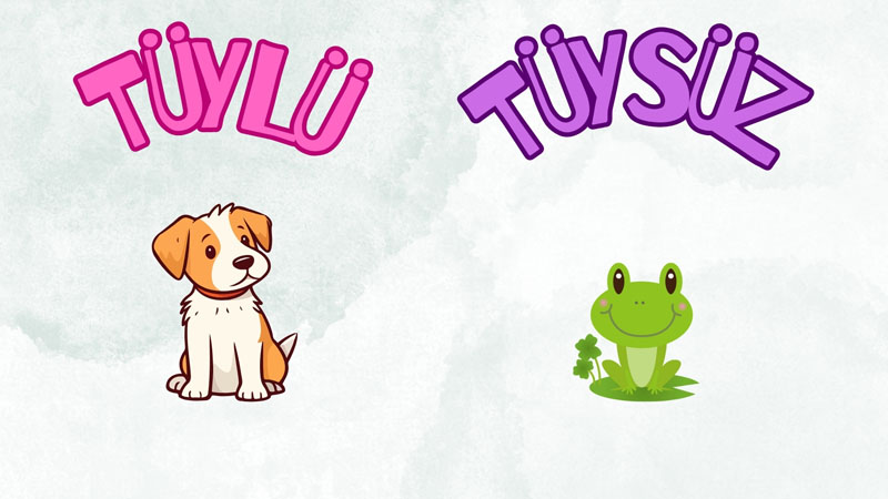 Tüylü - Tüysüz