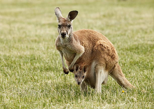 Kangurular